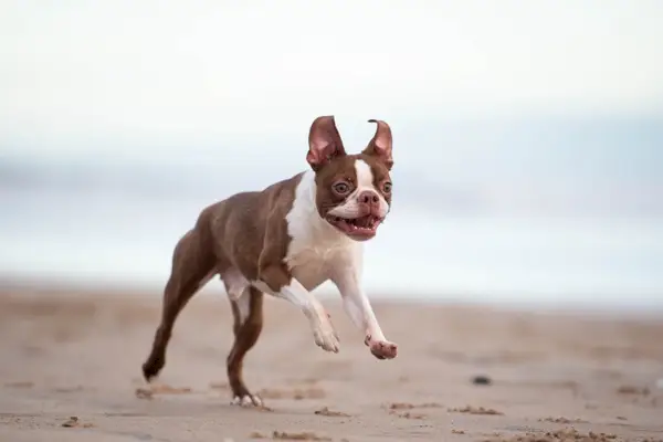 כלב בוסטון טרייר בחוף הים