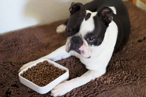 בוסטון טרייר אוכל מזון לכלבים