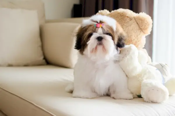 cachorrinho shih tzu sentado no sofá