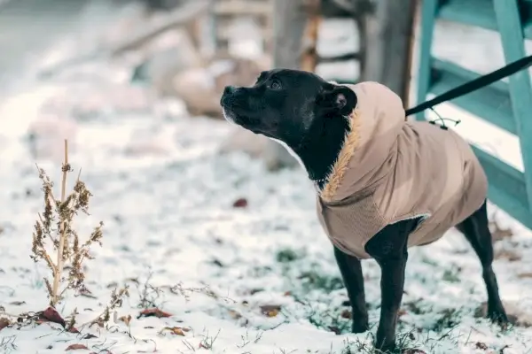 cachorro preto com jaqueta na coleira