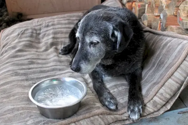 Chory pies z lodowatą wodą w misce