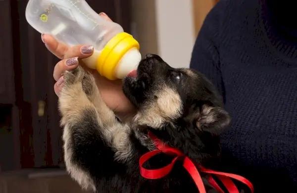 Молоко щенка немецкой овчарки из сосков