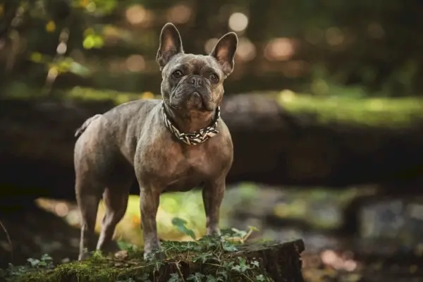 franse bulldog met halsband