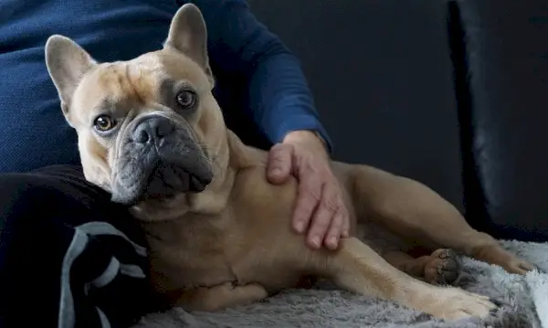 Franse Bulldog knuffelt naast eigenaar