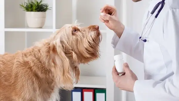 Dog during taking medicine from male vet