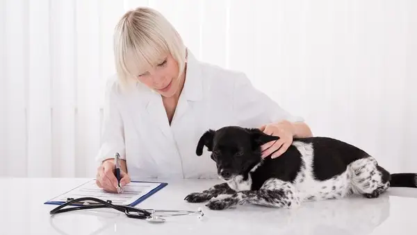 Female Veterinarian Writing Prescription For Dog After Medical Examination