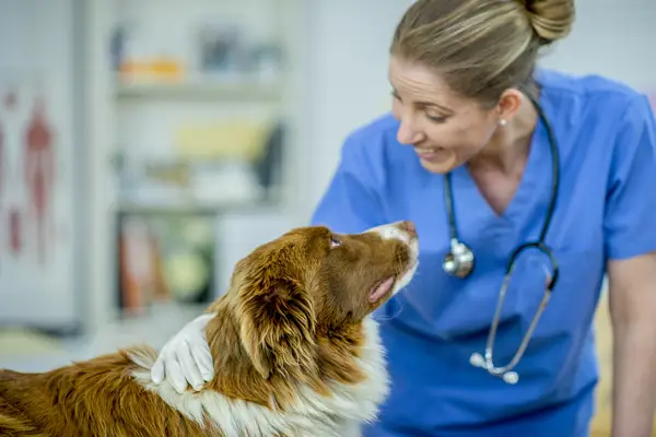 A blonde female vet smiles at a brown and white Border Collie dog in her surgery before giving him an Imodium pill.