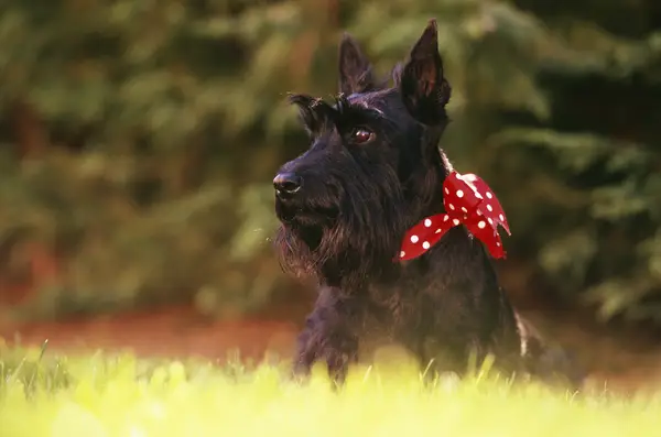 Scottish Terrier Wearing Red Polka Dot Ribbon