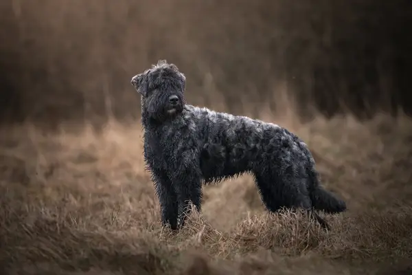 Portrait of a Flemish Shepherd Dog. Bouvier des Flandres stands in a meadow. Outdoor photo