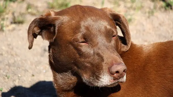 The swollen face of a dog after being bit by too many mosquitoes.