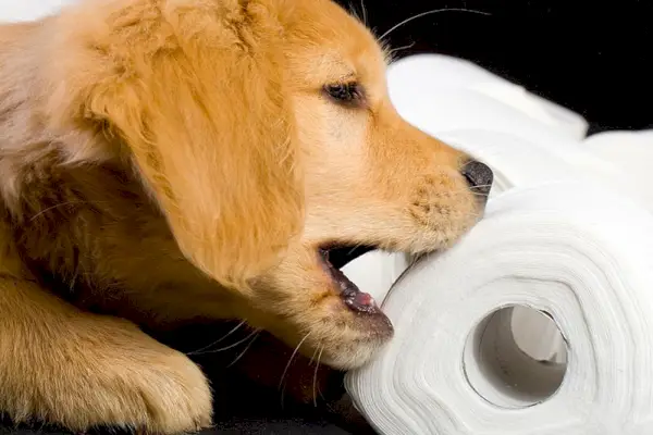 golden retriever puppy probeert op weefsel te kauwen