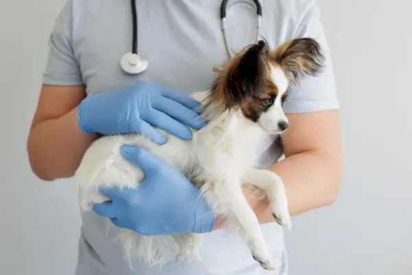 veterinari que té un gos papillon als braços