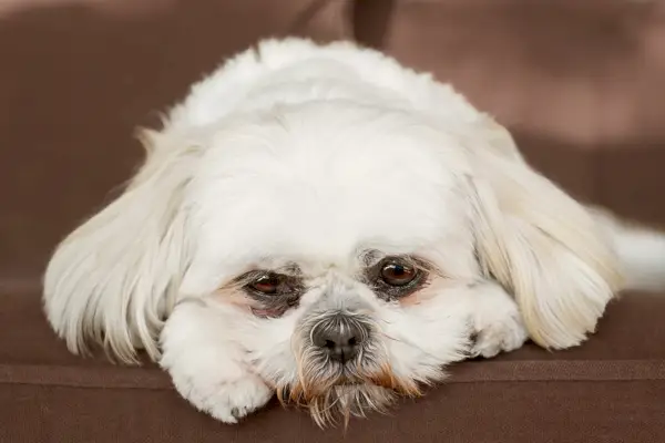 Verdrietige Shih Tzu