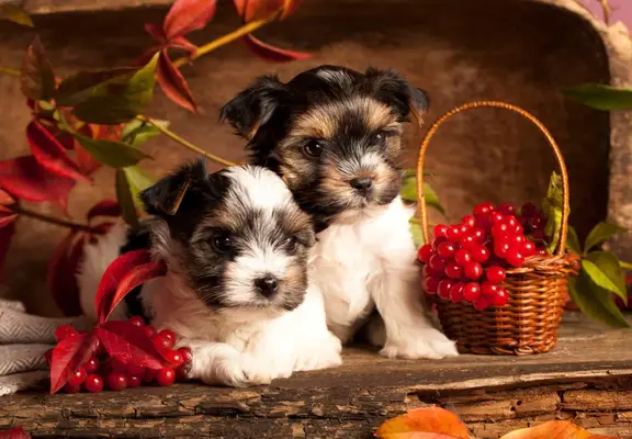 Cute puppies next to baskets and loose cranberries, which are healthy for them to eat raw or dried.