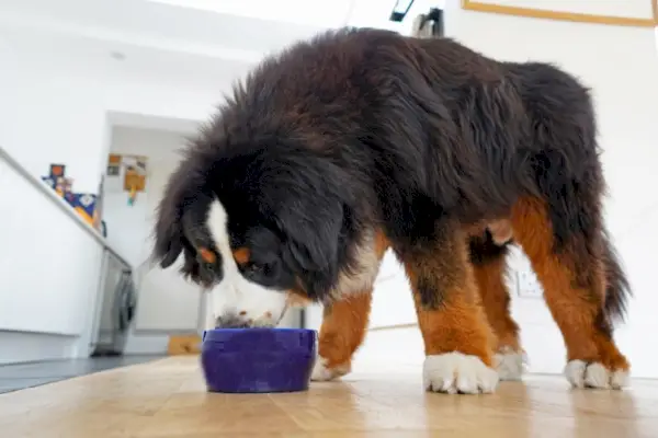 Bovaro del Bernese che mangia