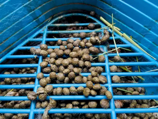 Заешка кака и пикаене