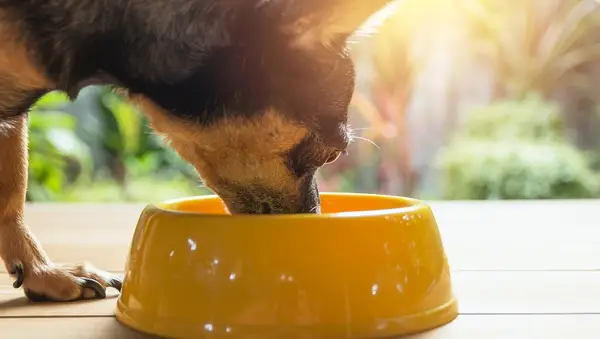 Cute small dog eating with bowl of dog food. Pets is feeding concept.