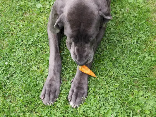 Duitse Dog die wortelen kauwt