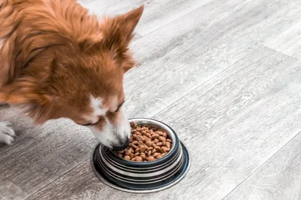 ドライドッグフードを食べるかわいいコーギー犬