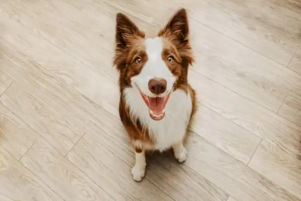 suns sēž uz grīdas un skatās uz saimnieku