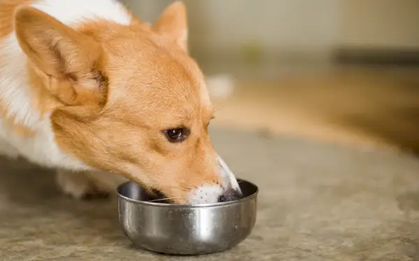 Welsh Corgi genießt Essen
