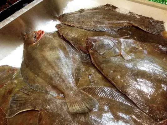 čerstvá ryba platýs