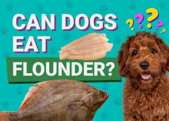 rozdeľovač-psí labka