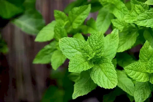 hojas de menta
