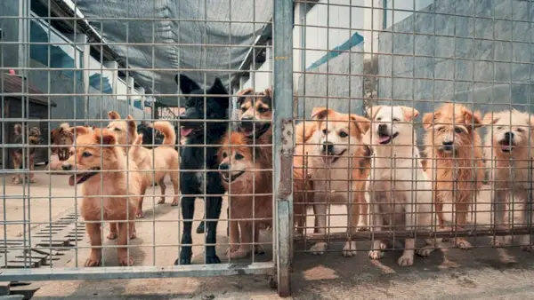 cães vadios de diferentes raças em abrigo de animais