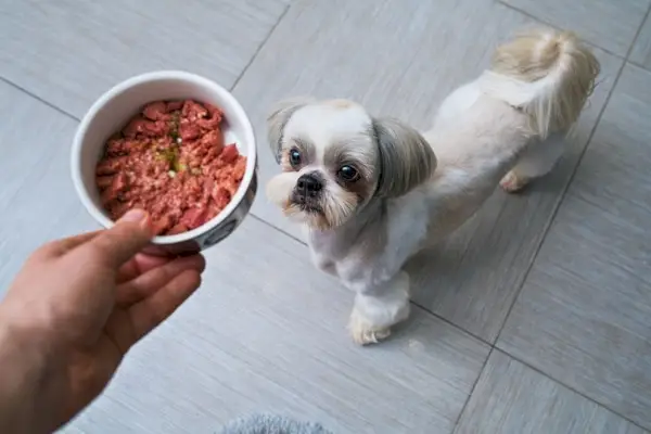 Cachorro Shih Tzu recebendo comida do dono na cozinha