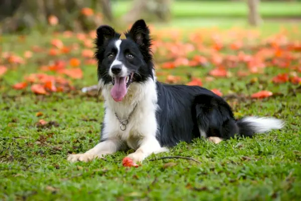 Border Collie femelă întinsă pe iarbă