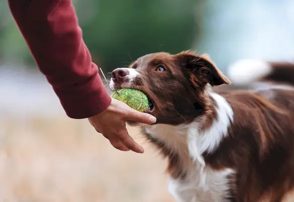 câine border collie care aruncă mingea unei persoane