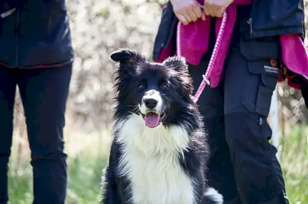 border collie în lesă în timpul antrenamentului