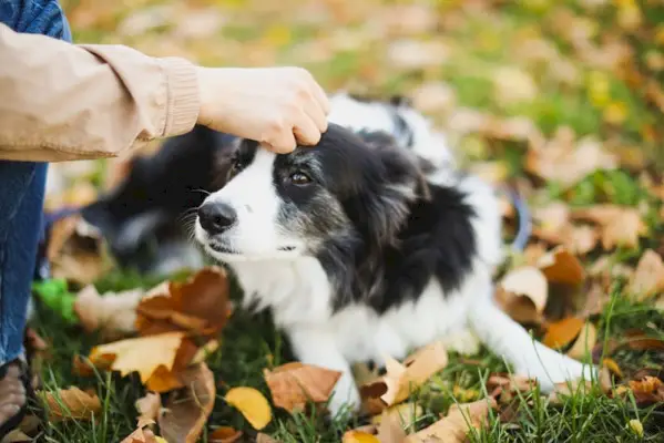 câine border collie în parc cu proprietarul