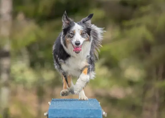 câine border collie care alergă pe boom pe un curs de agilitate pentru câini