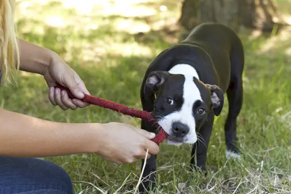 Младо кученце Питбул, дърпащо въже