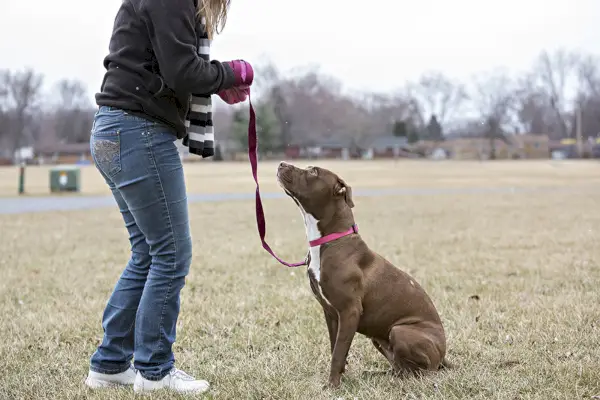 жена, обучаваща куче от породата кафяв питбул