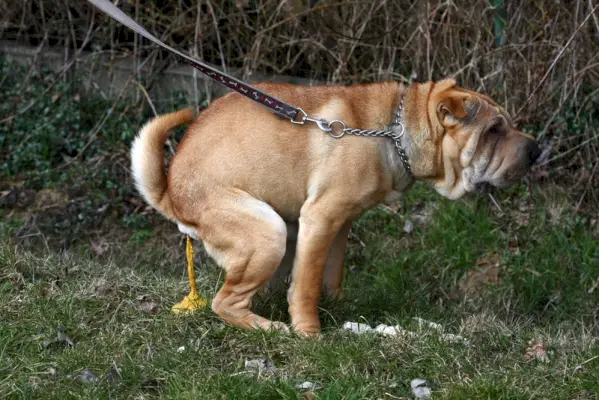 шар пеј пас каки