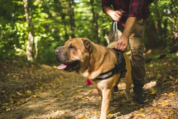 пас шар пеј са власником