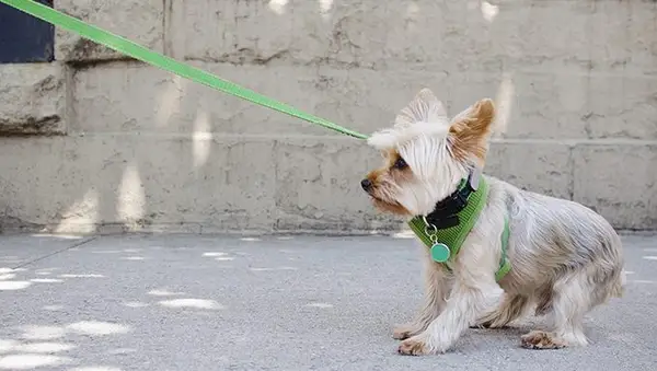 stubborn yorkie on a leash