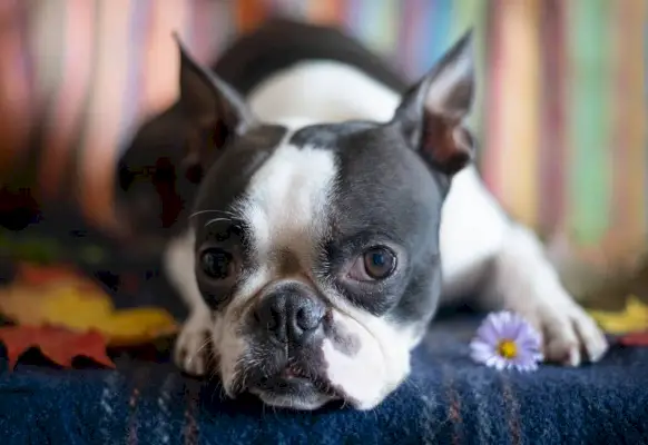 Retrato de um cachorro Boston Terrier em um interior aconchegante em um dia de outono