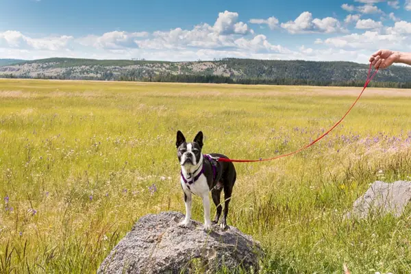Cão Boston Terrier na rocha no Parque Nacional de Yellowstone