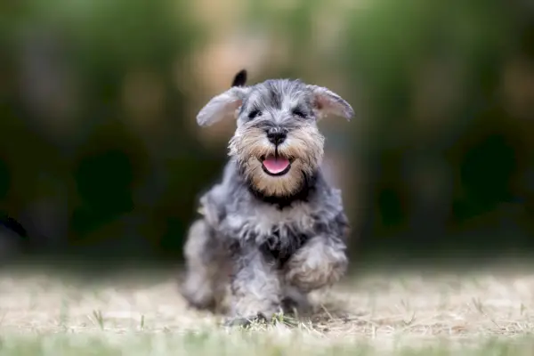 Chiot Schnauzer nain jouant dans l'herbe