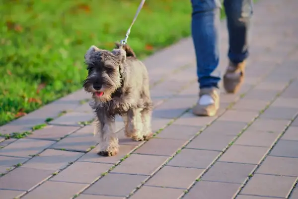 Femme prenant le Schnauzer nain pour une promenade