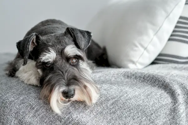 Schnauzer nain sur le canapé