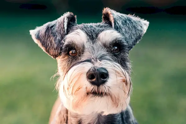 Schnauzer nain en gros plan