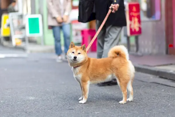 cachorro shiba inu passeando com seu dono
