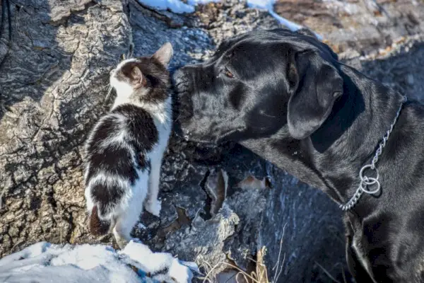 цане цорсо њуши мачку