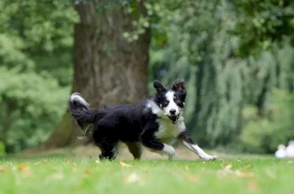 Border Collie correndo ao ar livre
