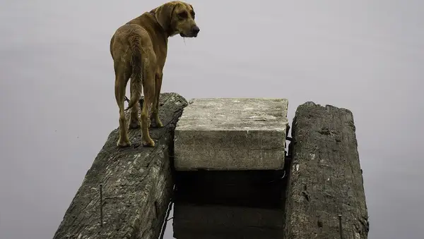 Lone Dog on WatchLone Dog on Watch